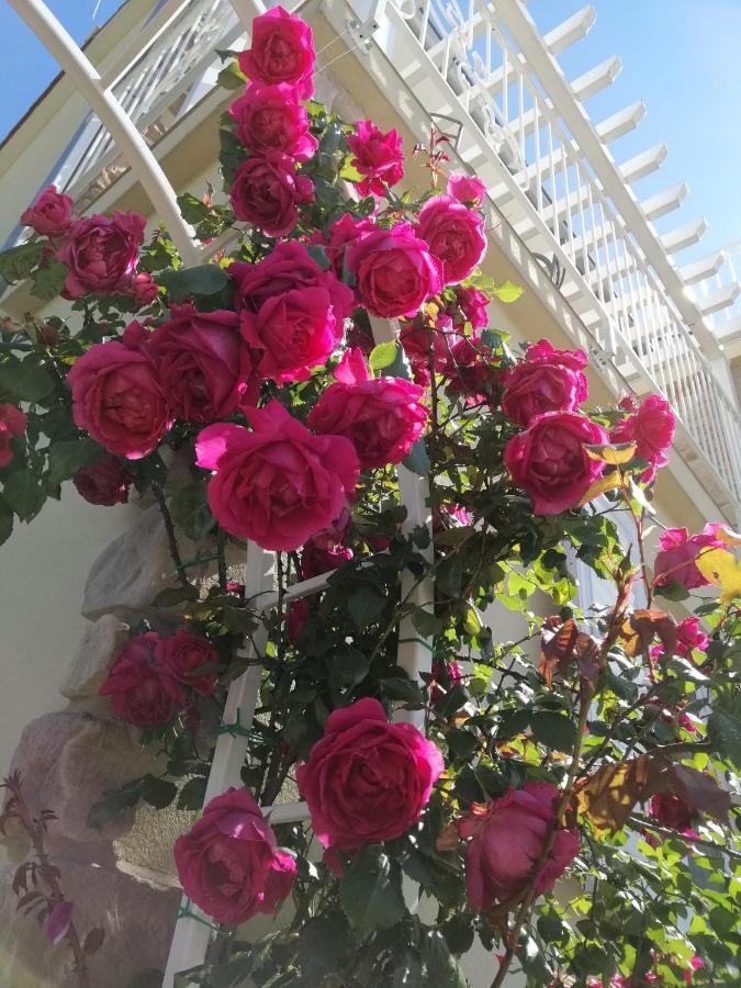 Guesthouse Olei مالينسكا المظهر الخارجي الصورة